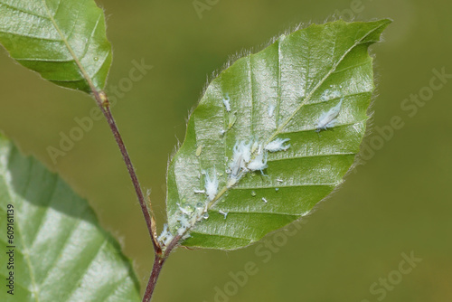 Bilde på lerret Underside of young beech leaves with Woolly beech aphids (Phyllaphis fagi)