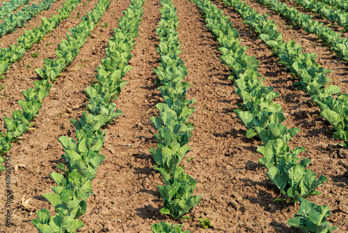 View of cabbage field. Rows of cabbage field. Fresh green cabbage. Growing cabbage. Agrarian business. Agricultural scene