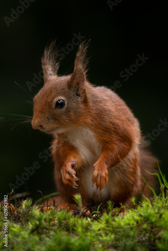 Curious Eurasian red squirrel (Sciurus vulgaris) in the forest of Noord Brabant in the Netherlands.   © Albert Beukhof