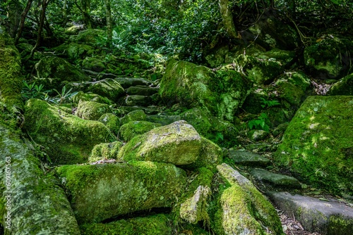 forest trail