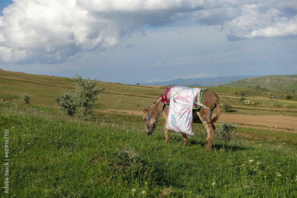 shepherd donkey grazing on the green plateau,