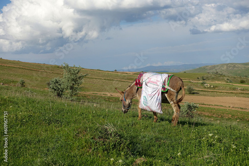 shepherd donkey grazing on the green plateau,