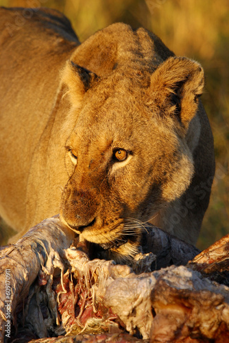 lion at carcase