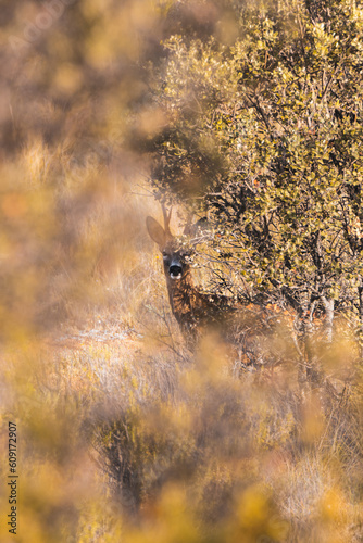 Close-up of a male roe deer between the branches of a tree
