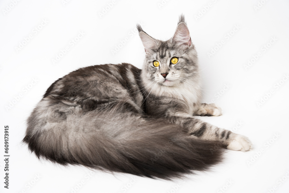 American Longhair Maine Coon Cat with big fluffy tail black silver classic tabby and white color. Part series of lying down purebred kitty with yellow eyes one year old. Studio shot white background
