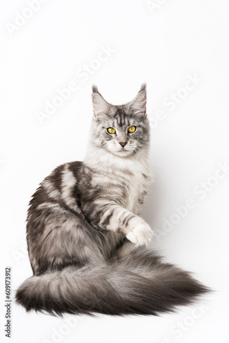 American Longhair Coon Cat sitting with one paw raised and looking at camera. Kitten with yellow eyes on white background. Part of series of kitty black silver classic tabby, white color 1 year old