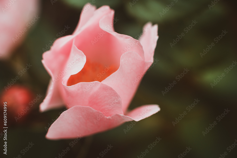 Rosehip flower close-up. Pink petals of unopened rosehip flower. Tender, texture with petals, macro. Viva Magenta color Rosehip flower close-up. Pink petals of unopened rosehip flower. Tender, texture with petals, macro. Viva Magenta color