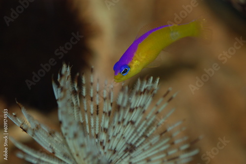 Purpleback Dottyback fish with a Feather Duster tube worm photo