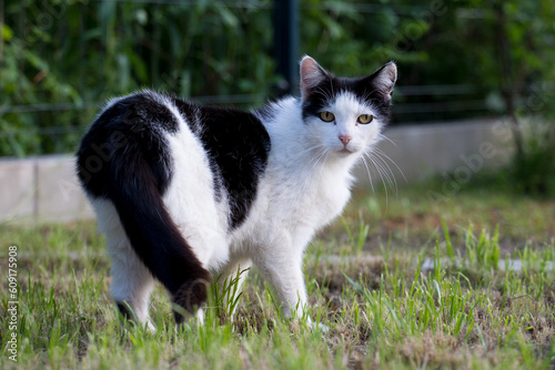 Black and white cat walking on the grass and looking at the camera