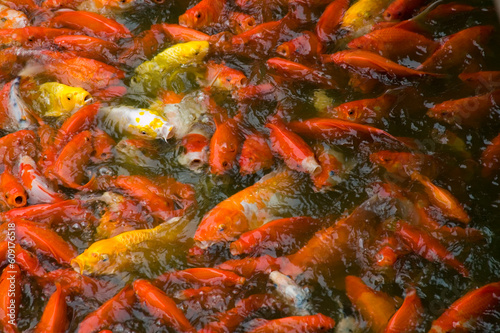 Mass of Koi feeding on surface of pond.