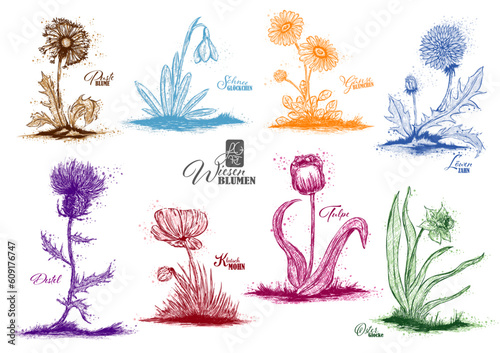 Wiesenblumen + Wiesenblüten
meadow flowers + blossoms