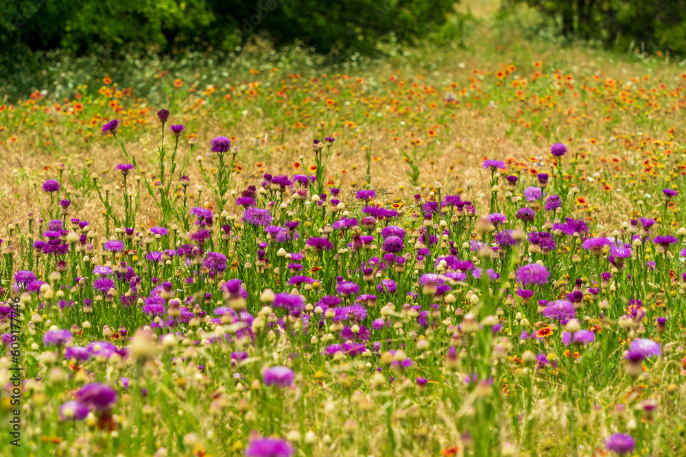 field of flowers