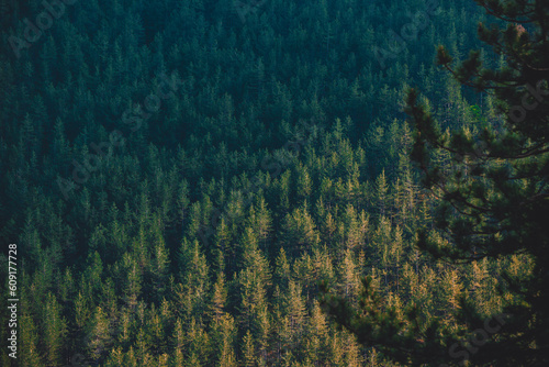 Aerial view of coniferous forest in the mountains. Toned. 
