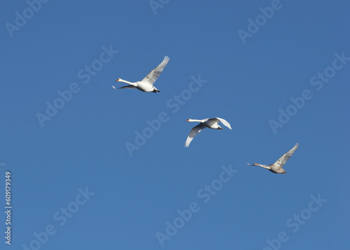 Flying swans over Grimsholmen outside Falkenberg in Sweden. Canon eos 20D Canon 70-200/4.0