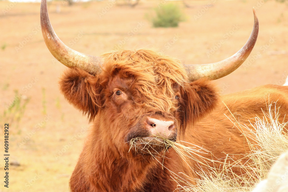 scottish highland cow scottish highland cow