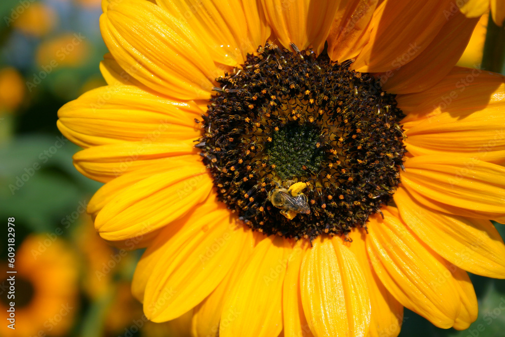 buzzing bee collecting pollen from sunflower buzzing bee collecting pollen from sunflower