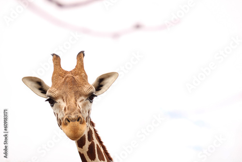 Giraffe © McKennah