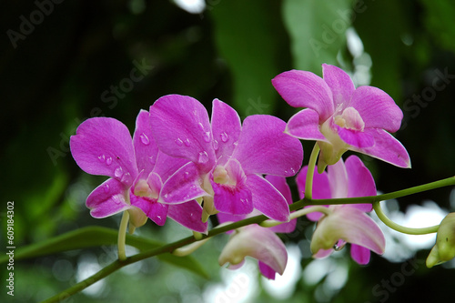3 Purple Orchids with water droplets on petals after a light shower.