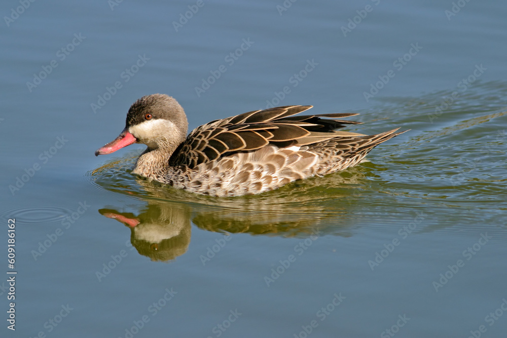 Red-billed teal (Anas erythrorhyncha) swimming, South Africa Red-billed teal (Anas erythrorhyncha) swimming, South Africa