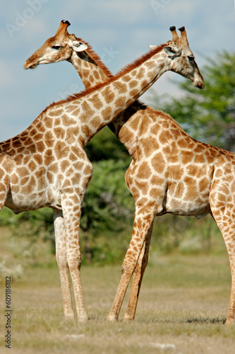 Two male giraffes  Giraffa camelopardalis   Etosha National Park  Namibia