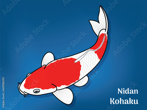 Vector image of Fancy carp or 