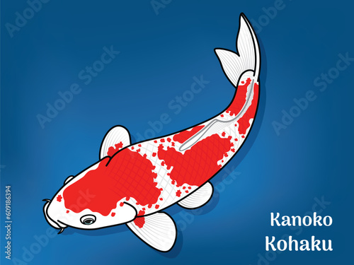 Vector image of Fancy carp or 