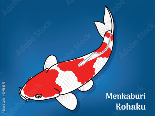 Vector image of Fancy carp or 