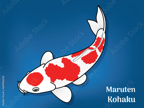 Vector image of Fancy carp or 