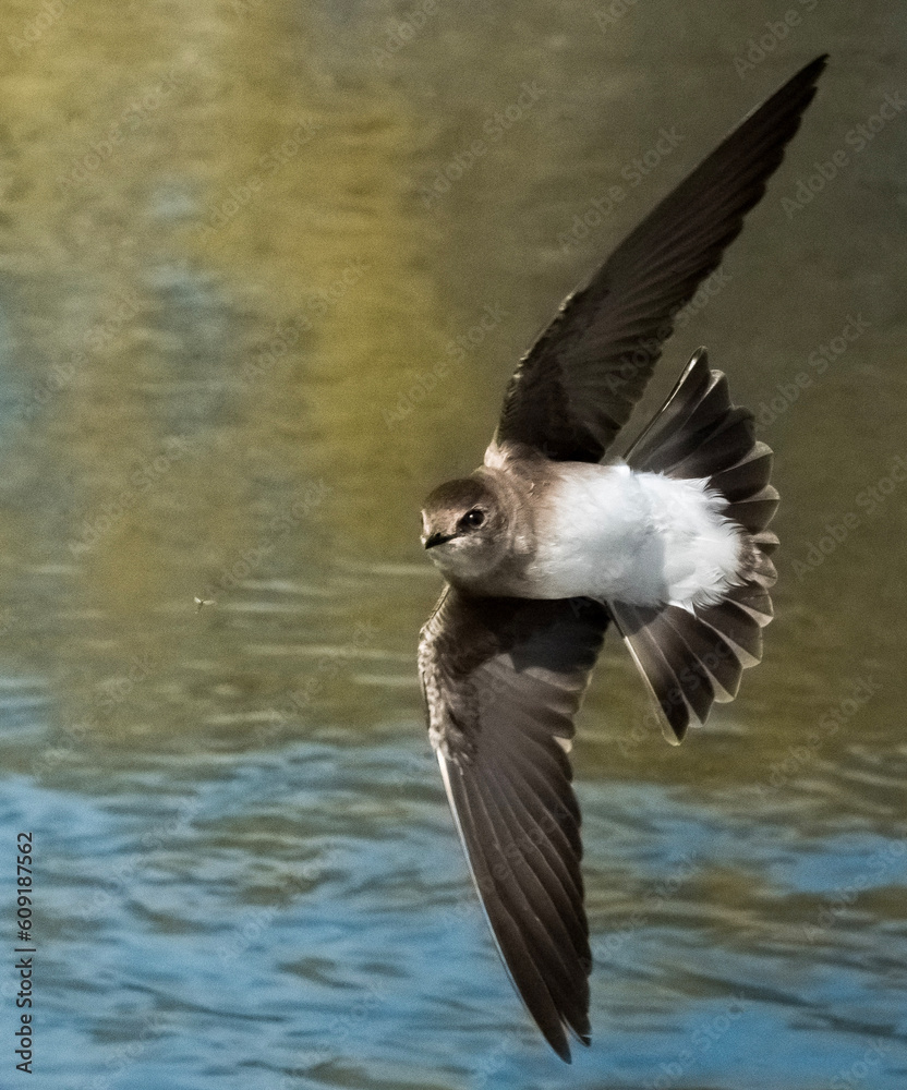 Obraz premium Rough-winged swallow