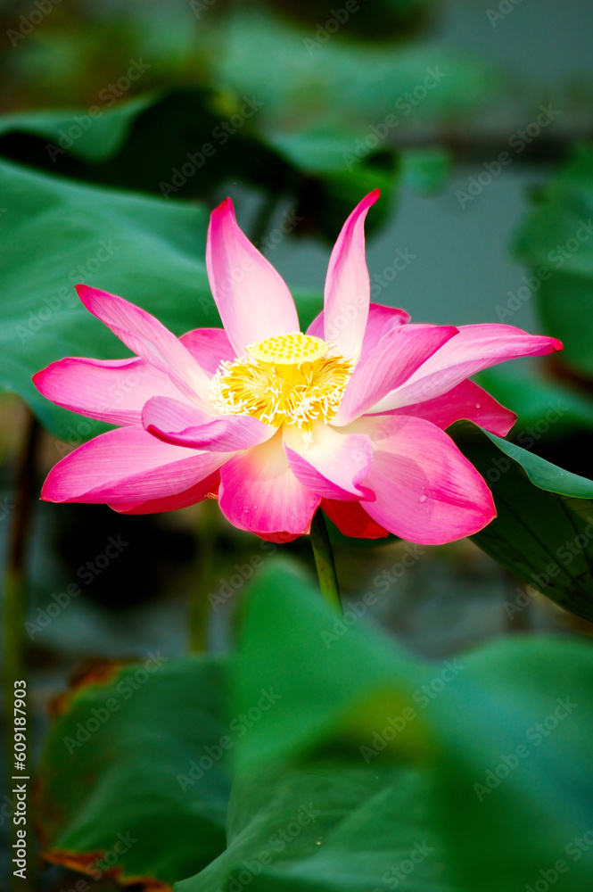 Fototapeta premium A beautiful pink lotus flower and leaves. Lotus is also a symbol of Buddhism.