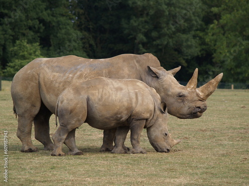 A White Rhino and calf grazing in a wildlife park