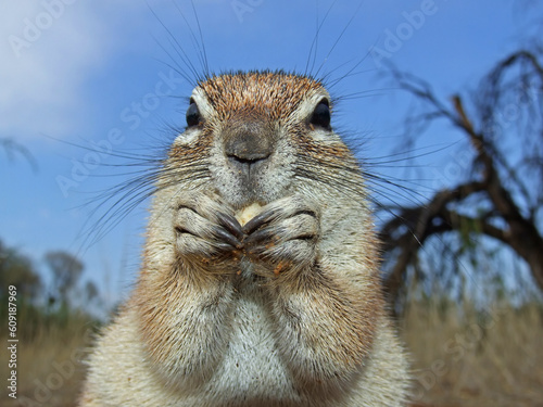 Close-up of a feeding ground squirrel (Xerus inaurus), Kalahari, South Africa photo