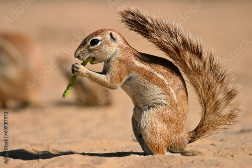 Ground squirrel (Xerus inaurus) feeding on a pod of a tree, Kalahari, South Africa photo