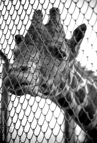 Photography sad giraffe in moscow zoo,bw