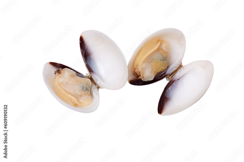 Isolated shells on white background Isolated shells on white background