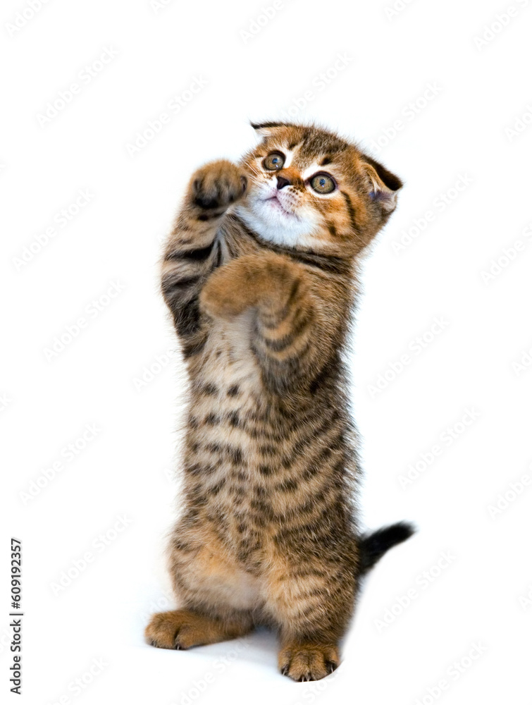 Fototapeta premium Little playful kitten isolated on white background