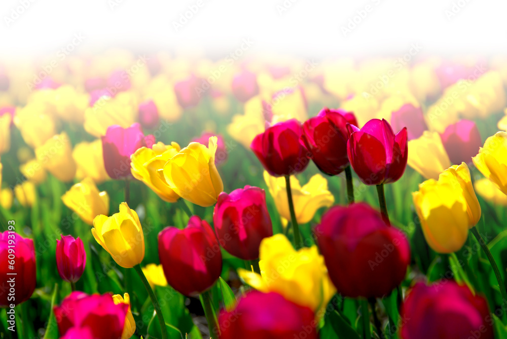 Field of colorful yellow and purple tulips with faded white background