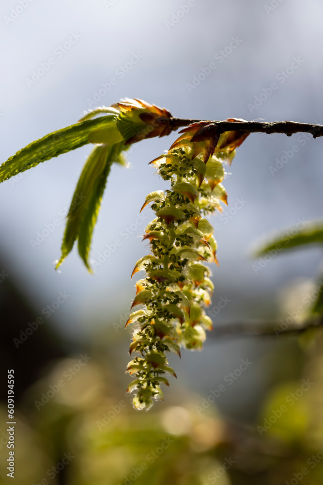Fototapeta premium long hornbeam flowers in the spring season