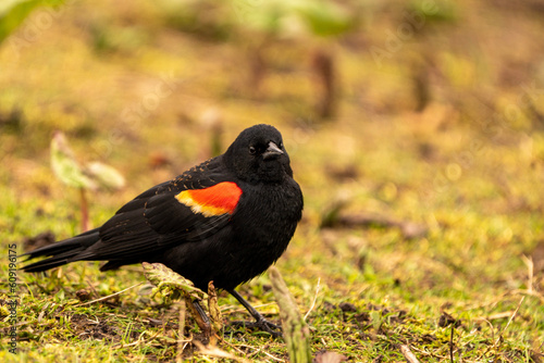 Photography red winged blackbird