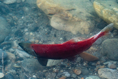 Chinook salmon photo