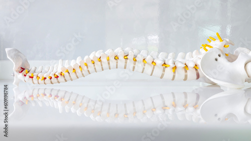 Total human spine skeleton model with beautiful reflection on glass table.Cervical, thoracic and lumbar spine to sacrum.Doctor in the orthopedic unit uses it for patient education before surgery.