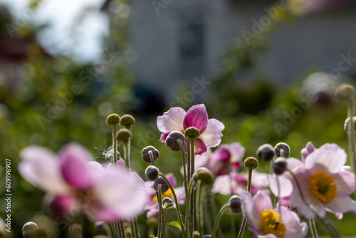 Blooming in late summer or early autumn flowers photo