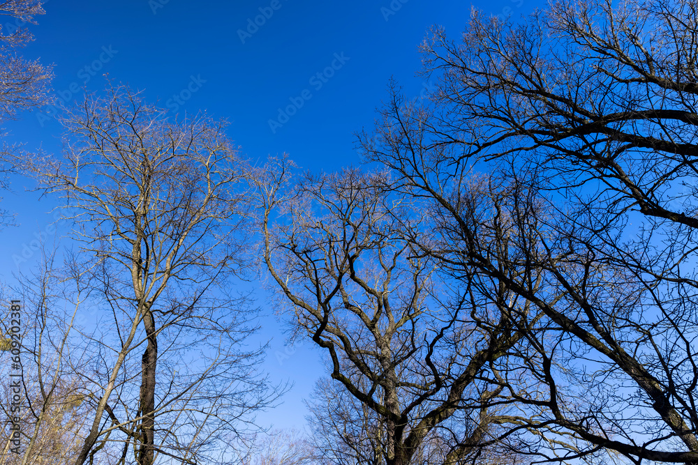 deciduous trees in the park in the early spring season deciduous trees in the park in the early spring season