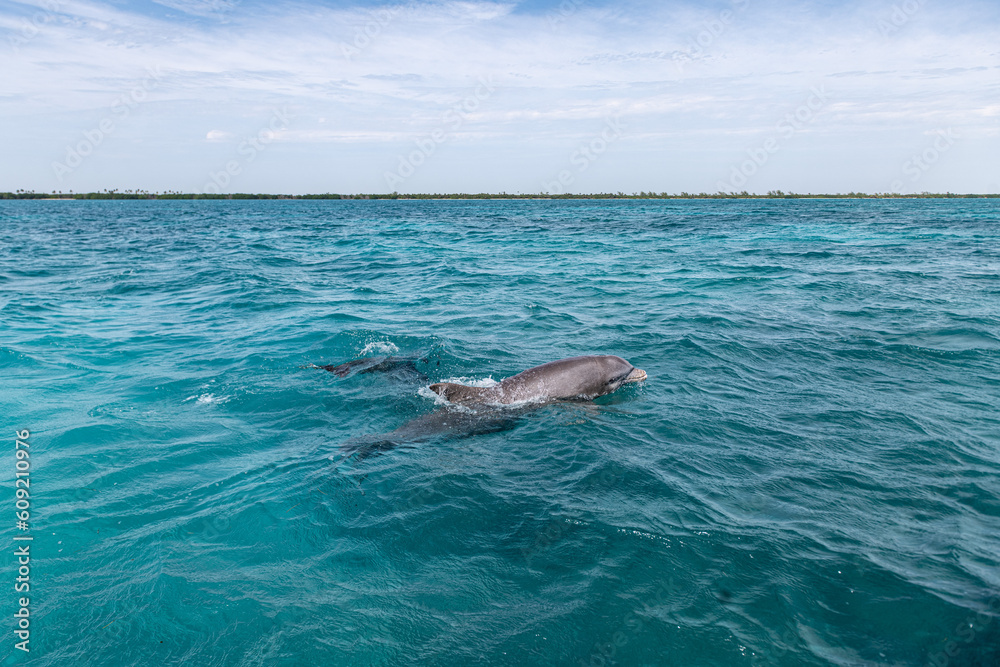 Wild dolphins swimming to the surface in deep teal sea in Quintana Roo Mexico