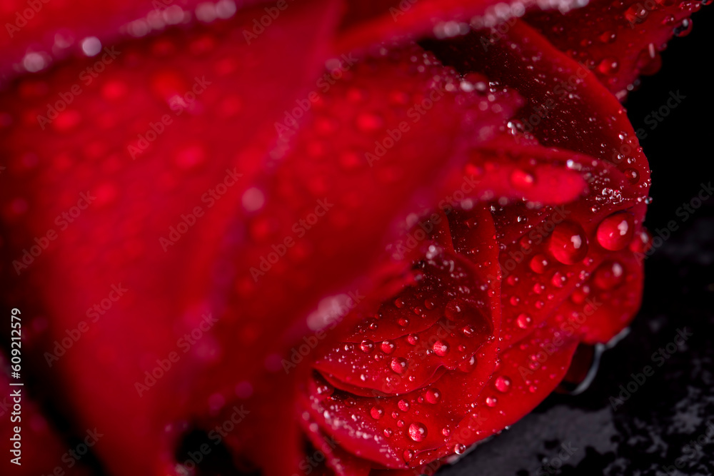 A red rose whose bud is completely covered with drops of water A red rose whose bud is completely covered with drops of water