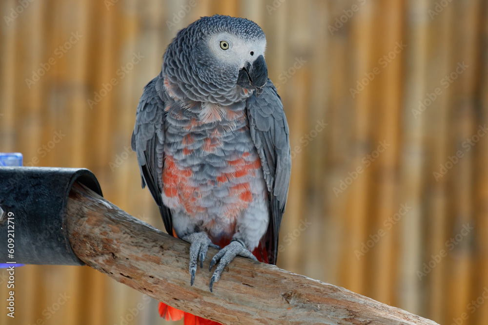 Fototapeta premium Small gray parrot