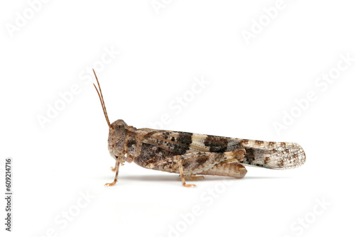 locust macro isolated over white © Designpics