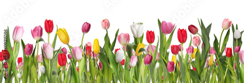 Many beautiful tulips on white background, banner design #609215146