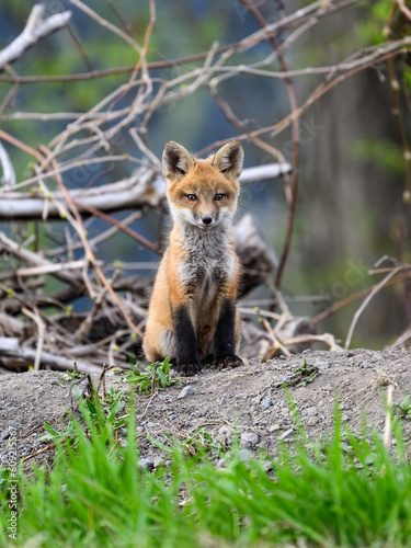 Eastern American Red Fox kit portrait