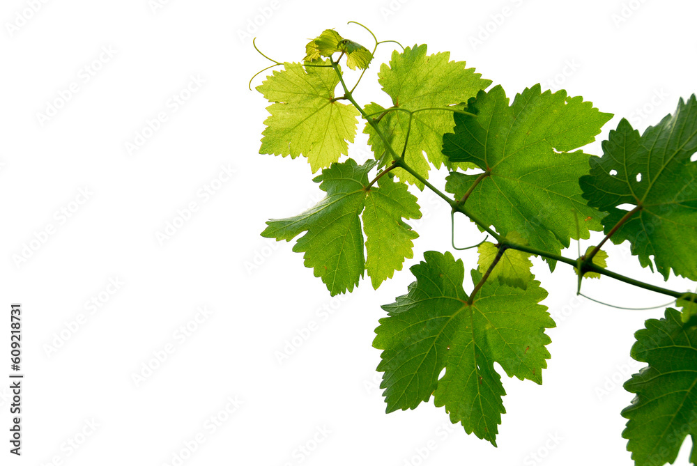 Branch of grape vine on white background Branch of grape vine on white background